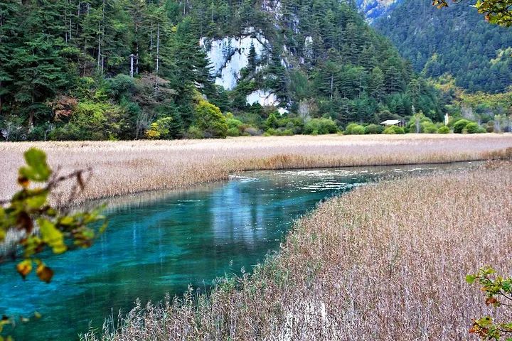 净水宝典(植物篇): 被人们所忽视的“水质净化使者”